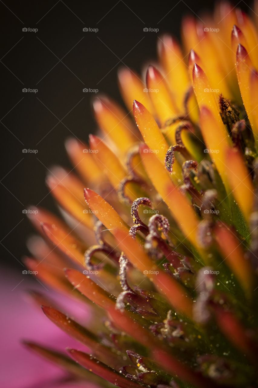 A macro portrait of the core of a Magnus coneflower, otherwise known as an echinacea purpurea.