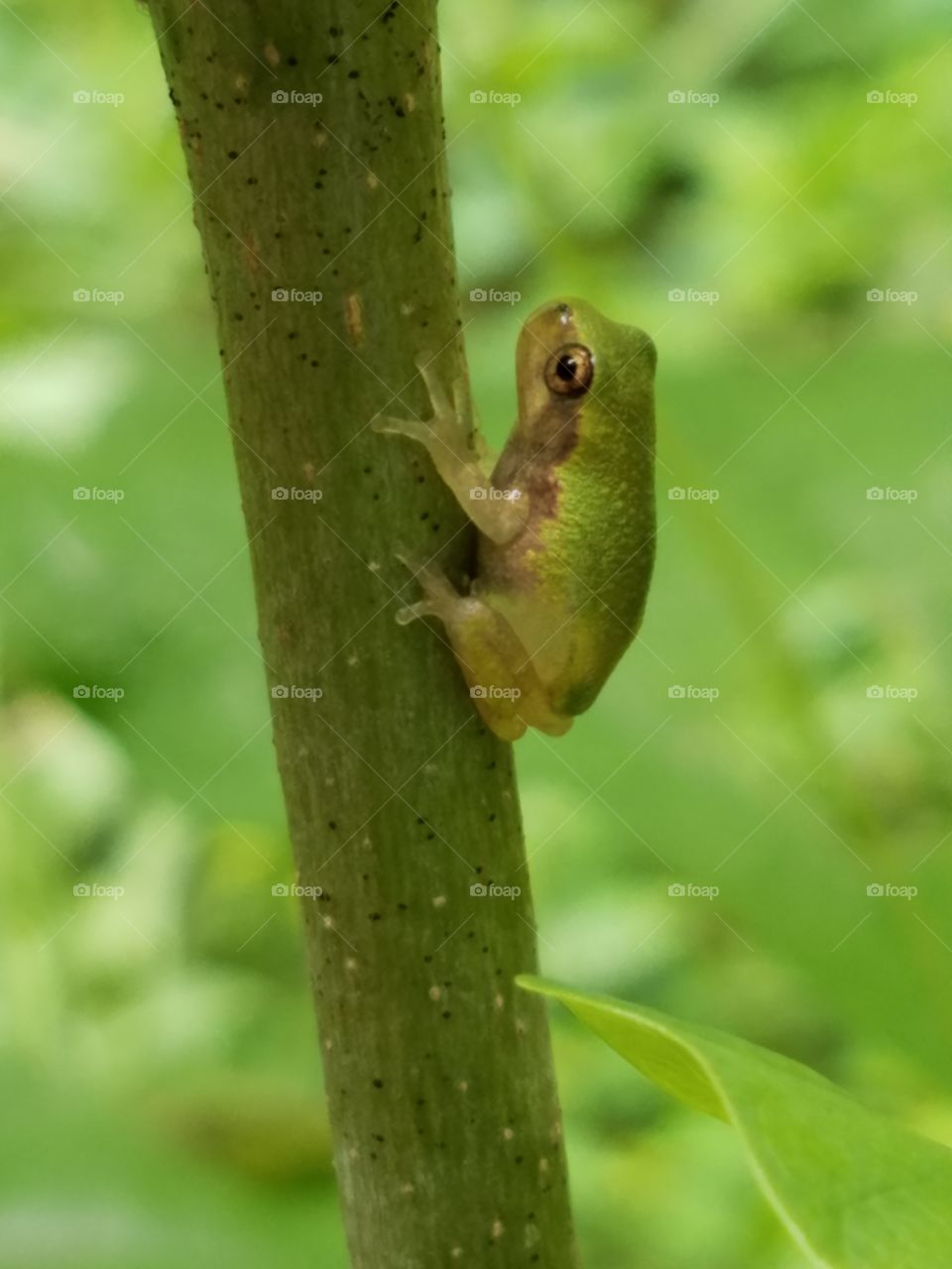 Juvenile Cope's Grey Tree Frog