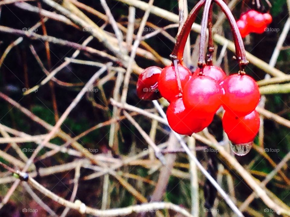 Berries