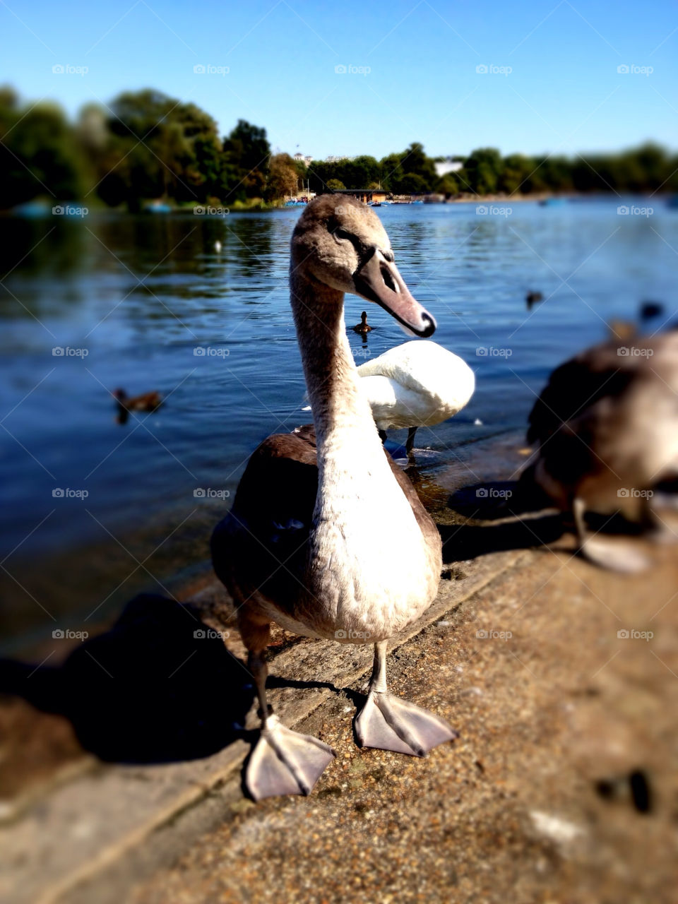 baby london swan river by kikicheeky