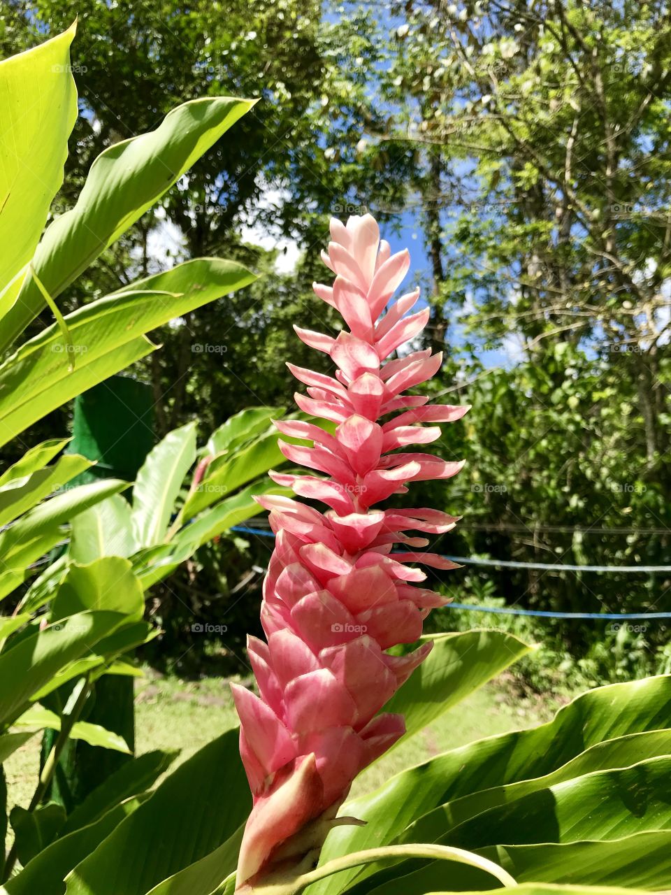 Beautiful flower from Costa Rica. Taken at Pozo Azul Adventure Park near Puerto Viejo, Costa Rica in July 2018. 
