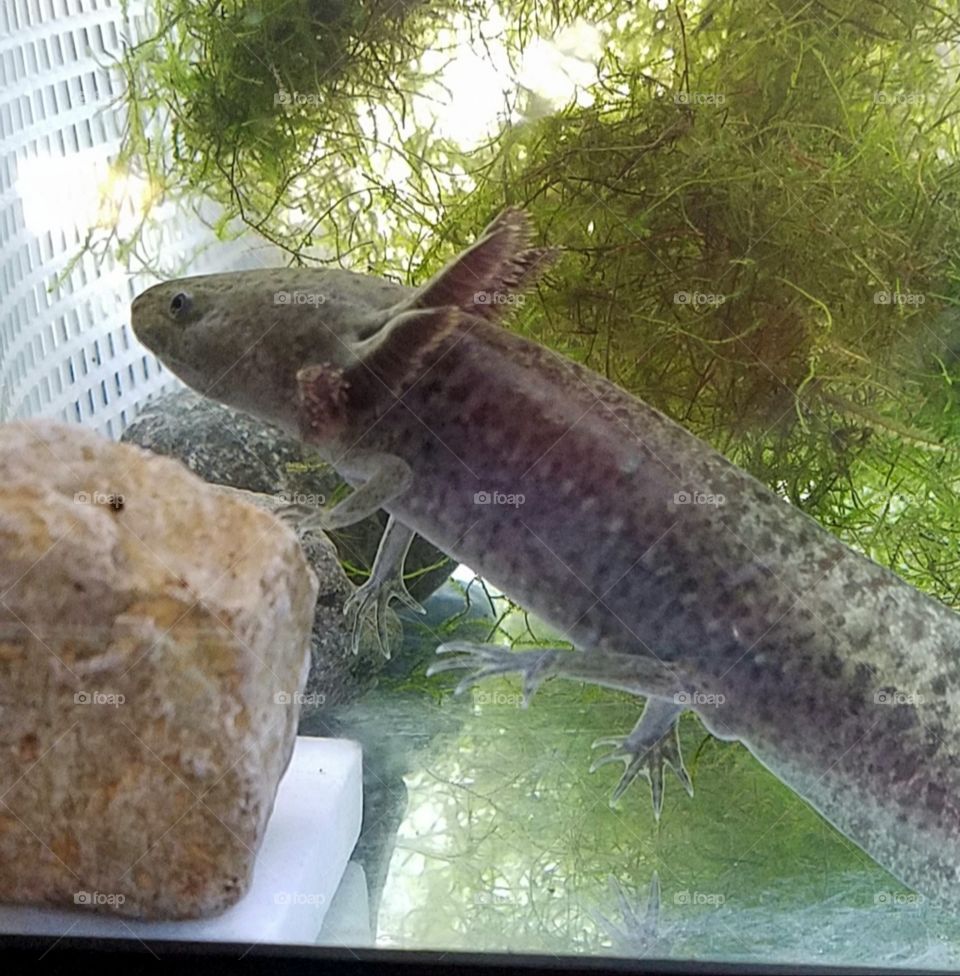 Side view of Mexican salamander called an AXOLOTL. Lives, breeds in water; breathes through lungs, gills and skin.