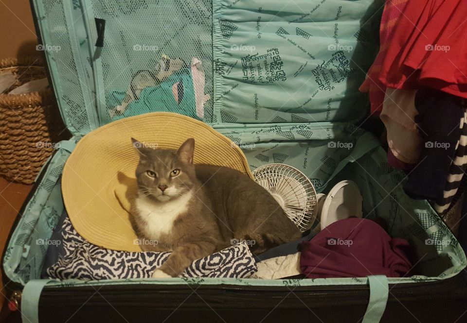 cats want to go on vacation too!