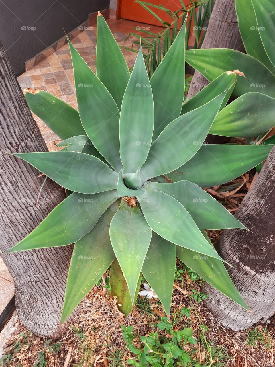 green and beautiful plants