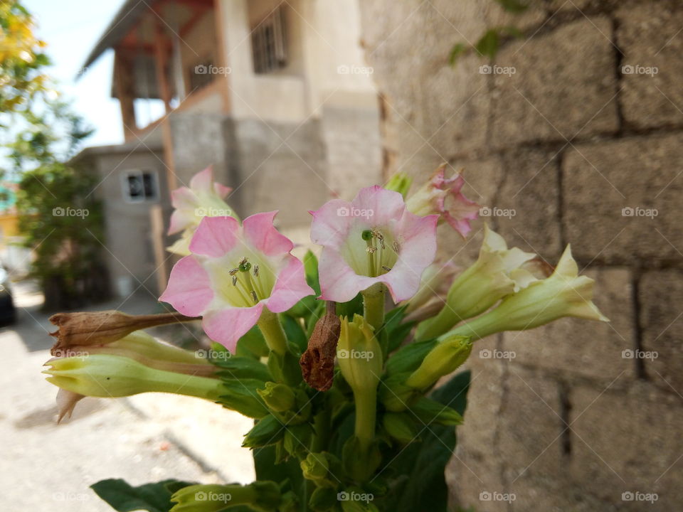 tobacco flowering buds