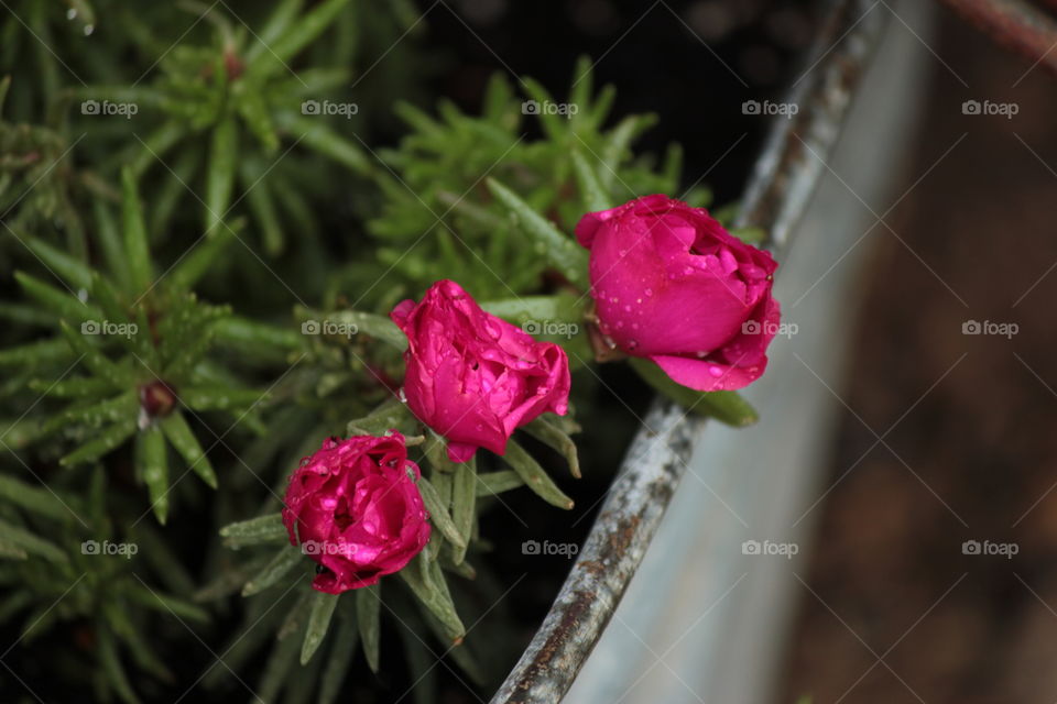 Three pink flowers with raindrops opening