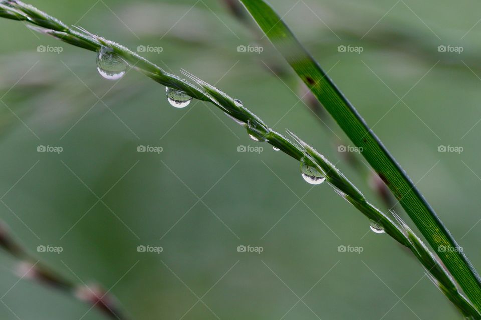 Morning Dew