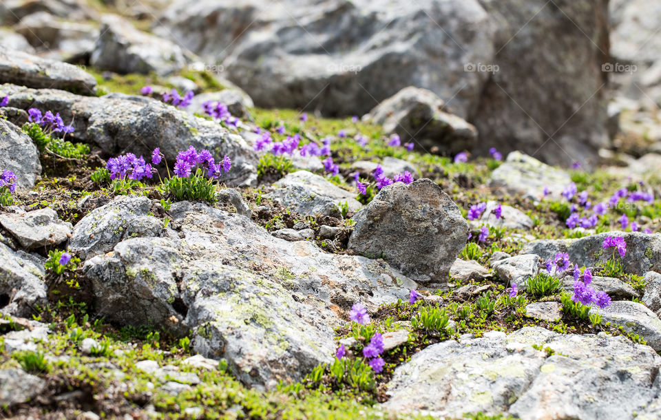 spring in the alps - mountain flowers blooming