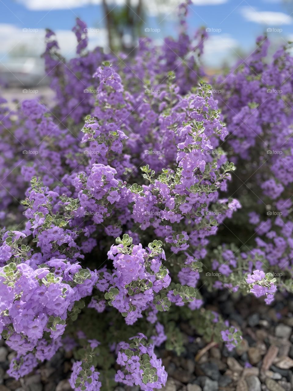 Beautiful violet flowers. The source of all the bees buzzing around! Save the bees! 