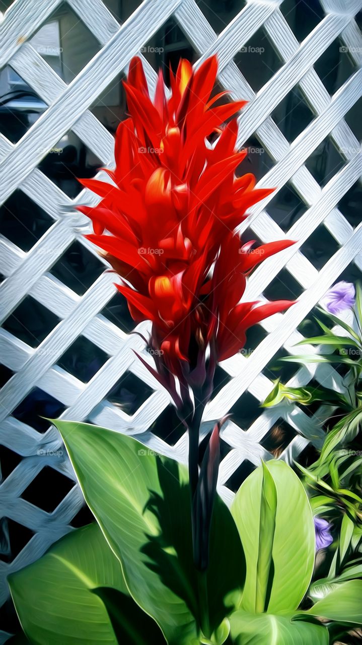 red flower blur