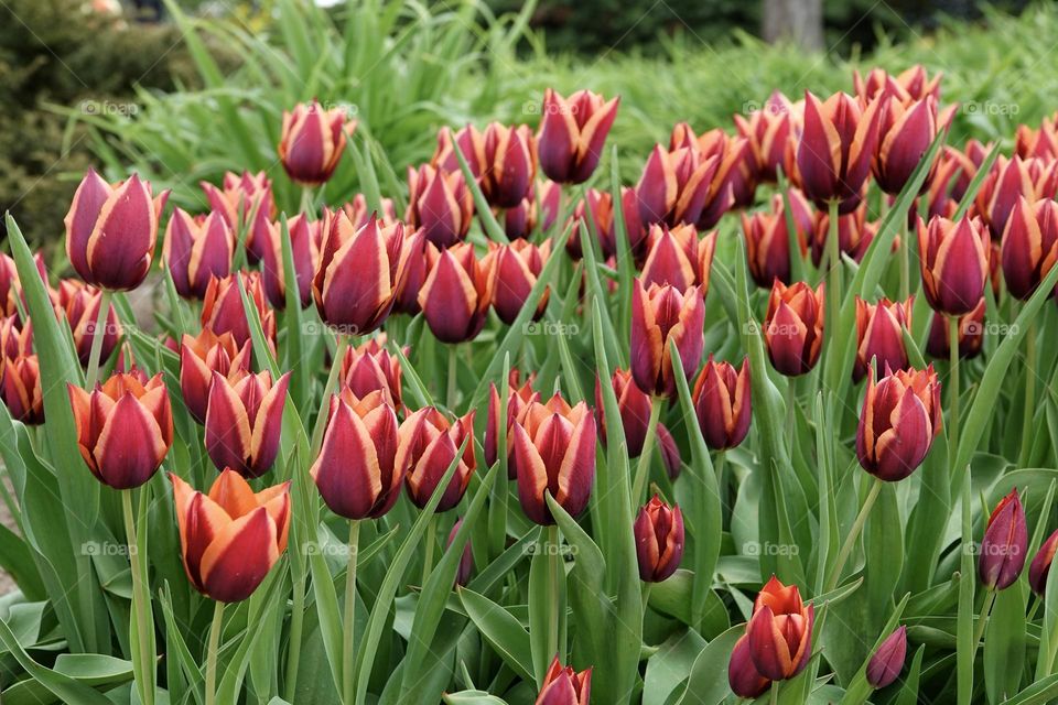A bed of flowering red and orange tulips of the Slawa variety. Beautifully blooming flowers, spring concept.