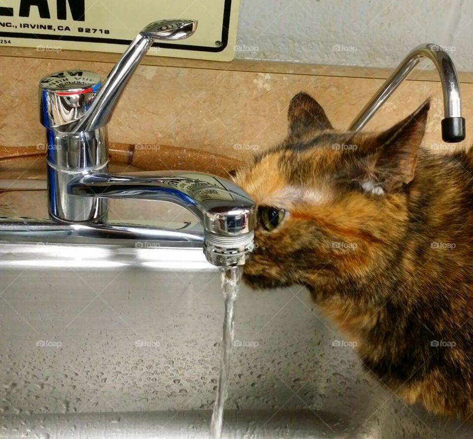 cat drinking