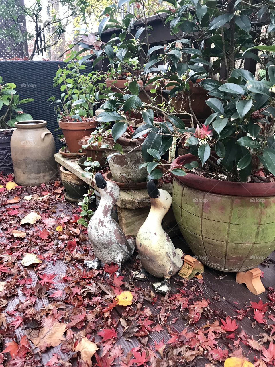 Two ducks 