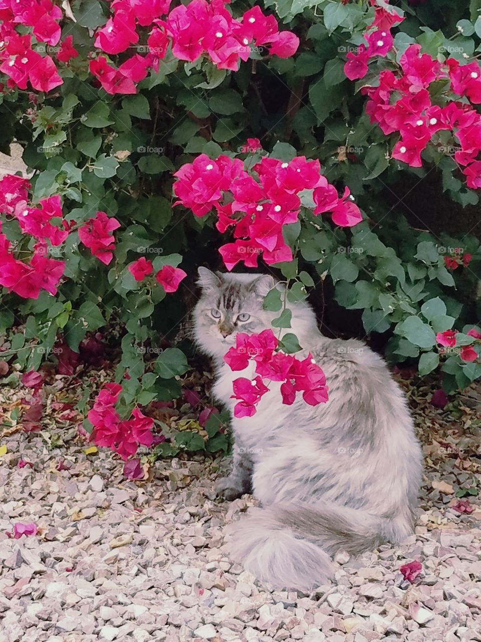 cat in flowers