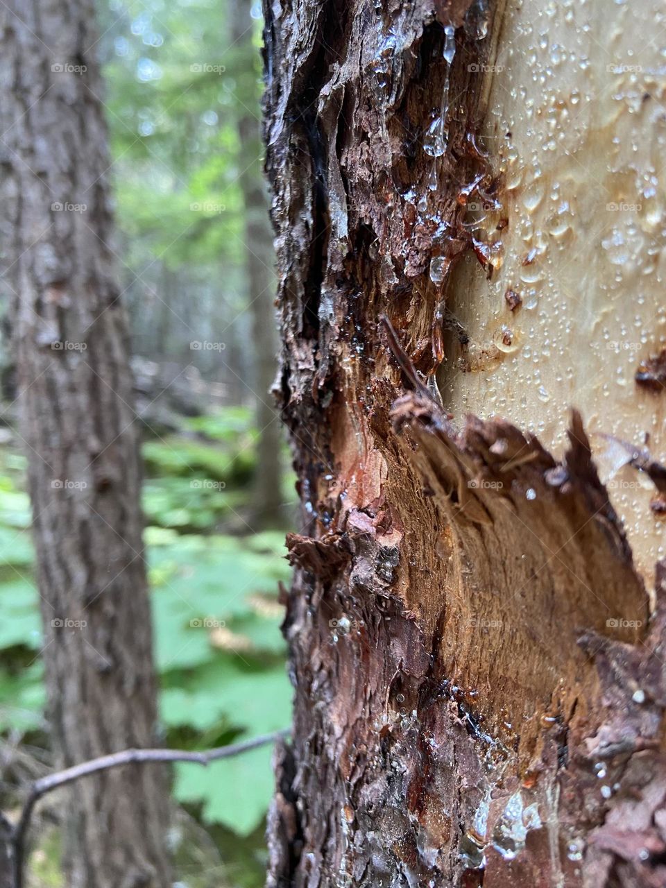 The tree with sparkling tree sap.