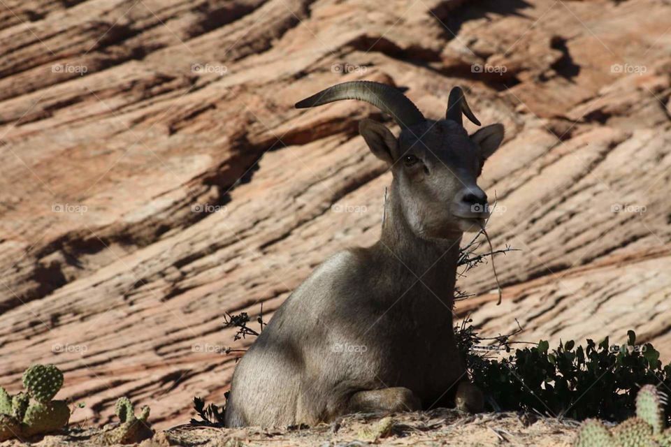 Big Horn Sheep