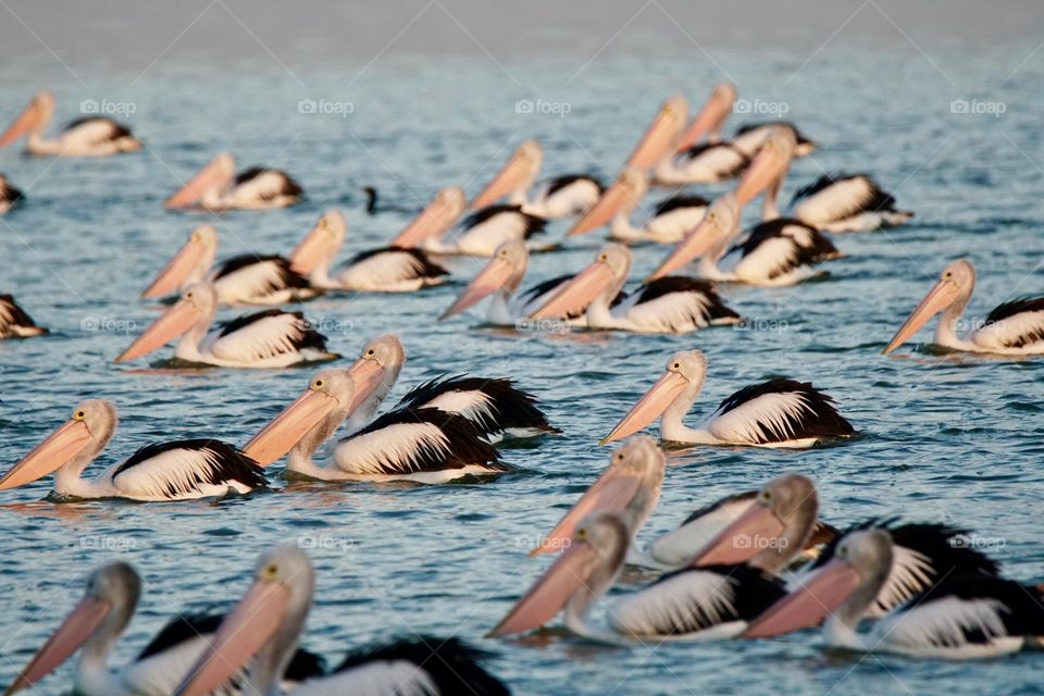 Swimming pelicans

