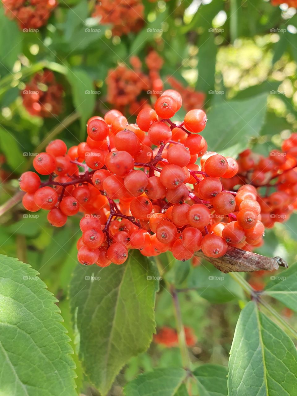 branch with small red berries