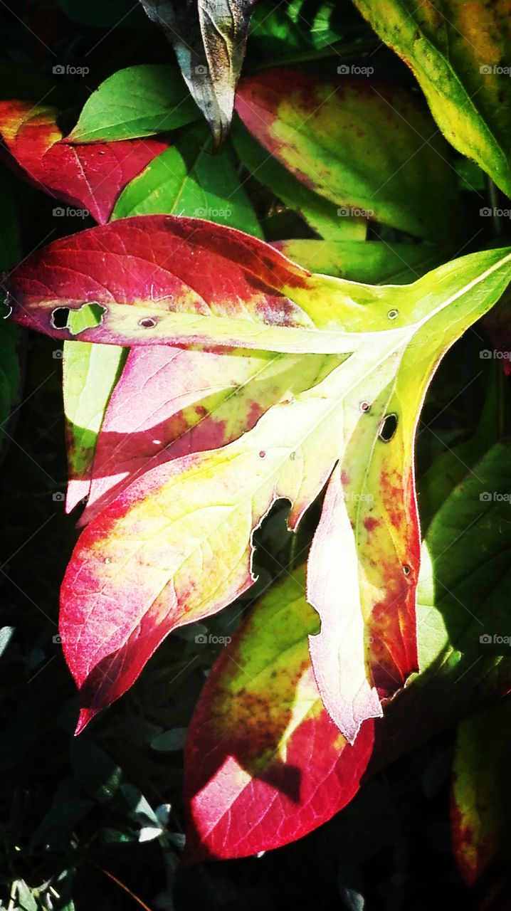 Beginning of autumn.