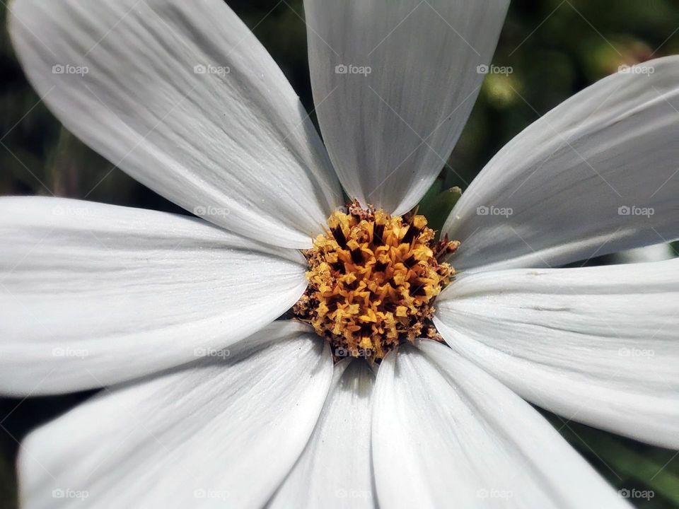 Macro photo of a flower growing in the garden