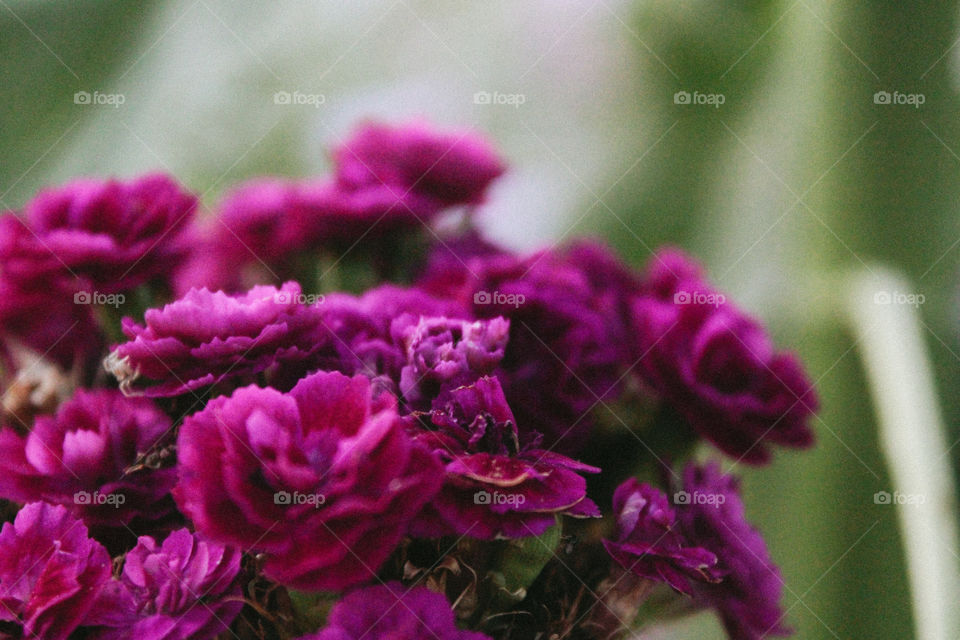 macro flowers