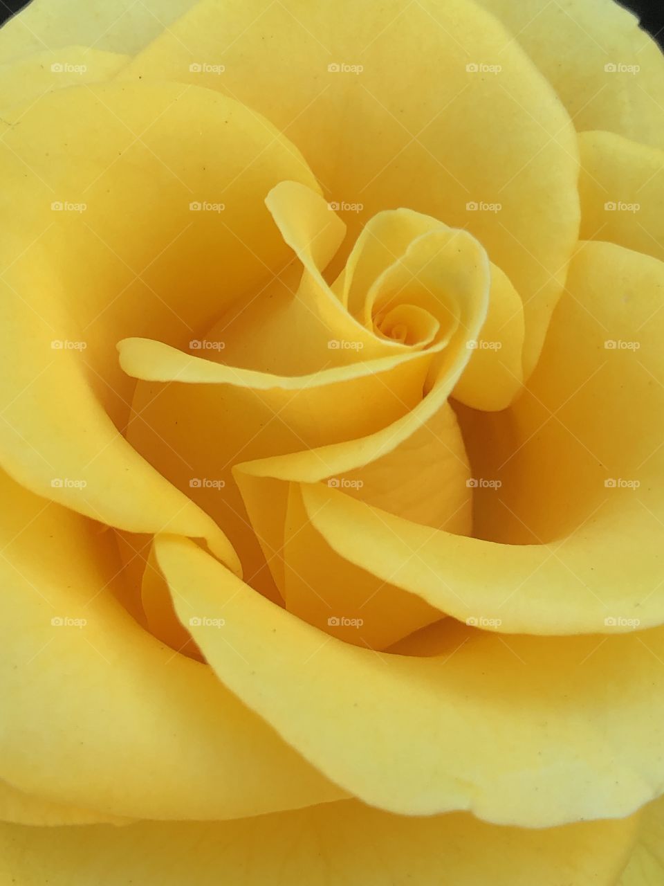 Closeup photo of yellow rose 