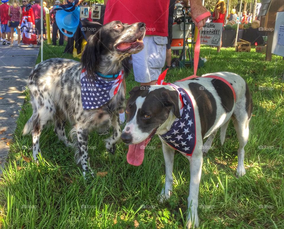 Dogs wearing bandanas 