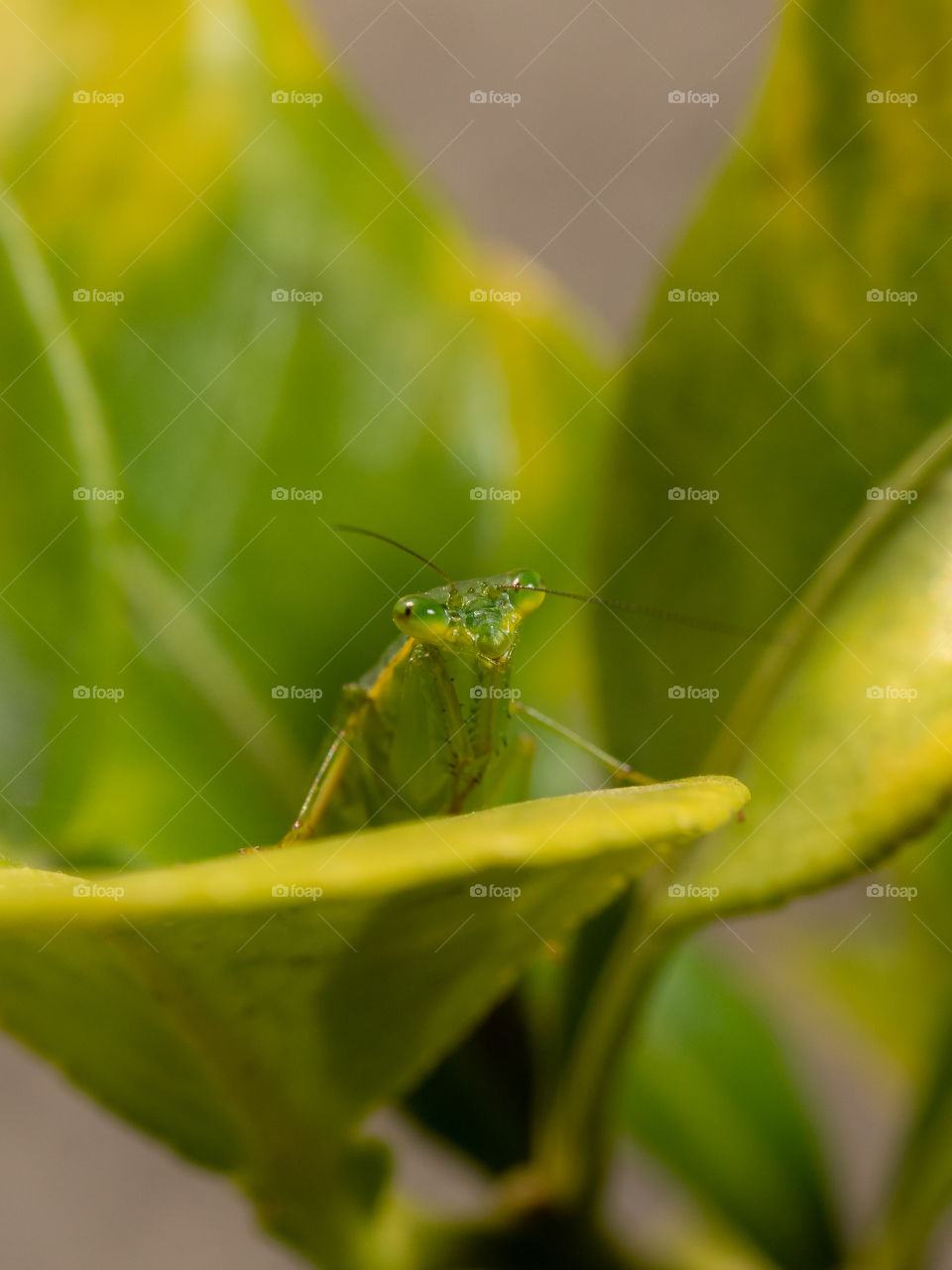 Little Mantis