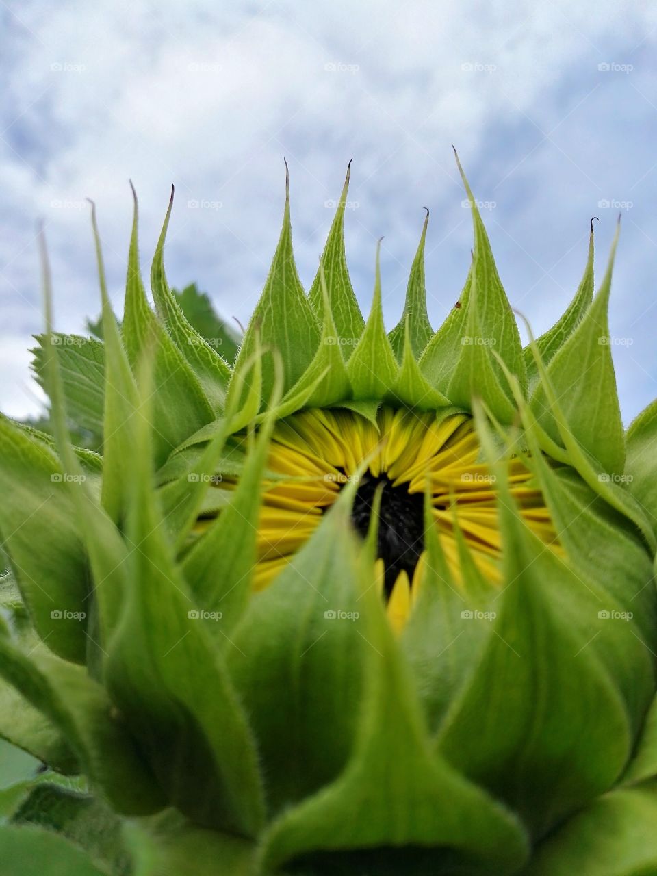 sunflower