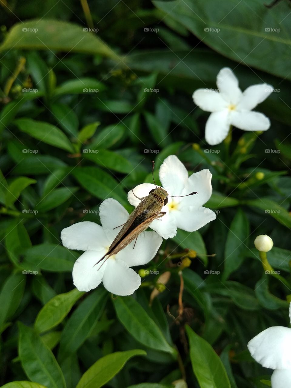white flower and butterfly in garden