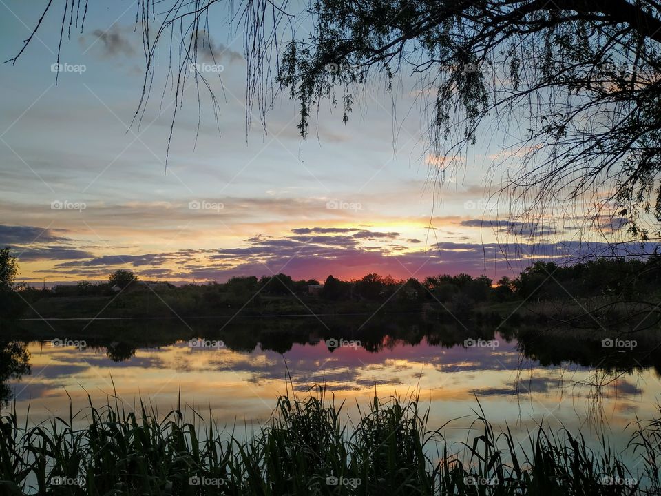 Silent pond in the summer evening