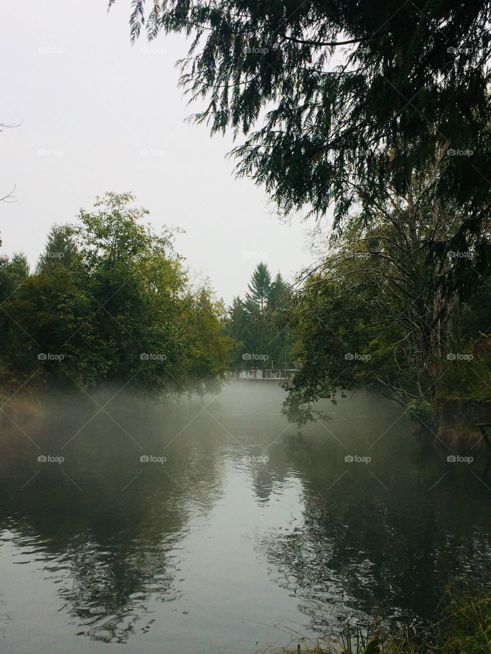 Foggy day by the river