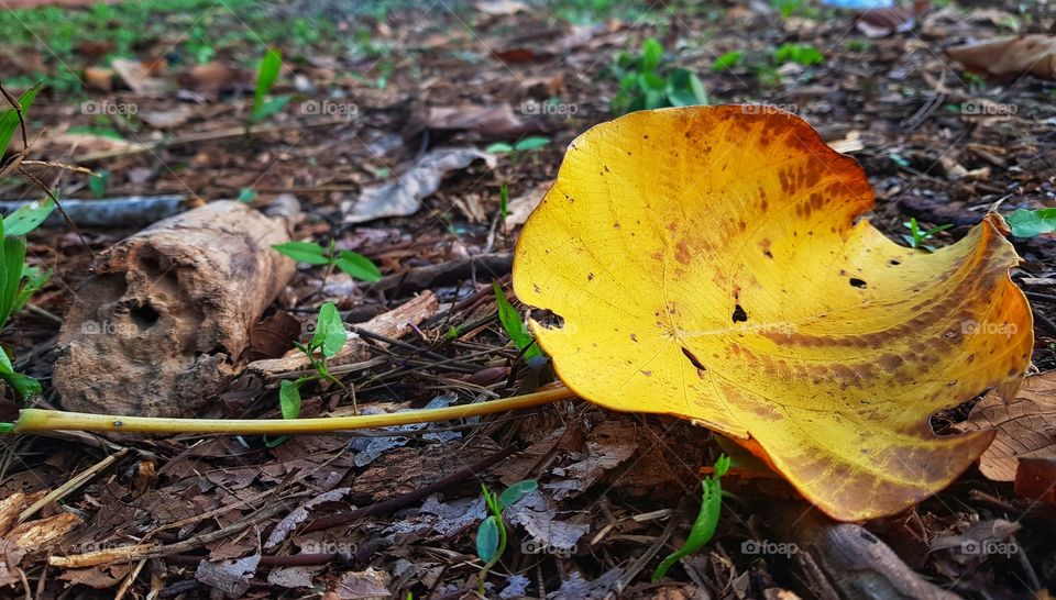 Dead leaf fall..