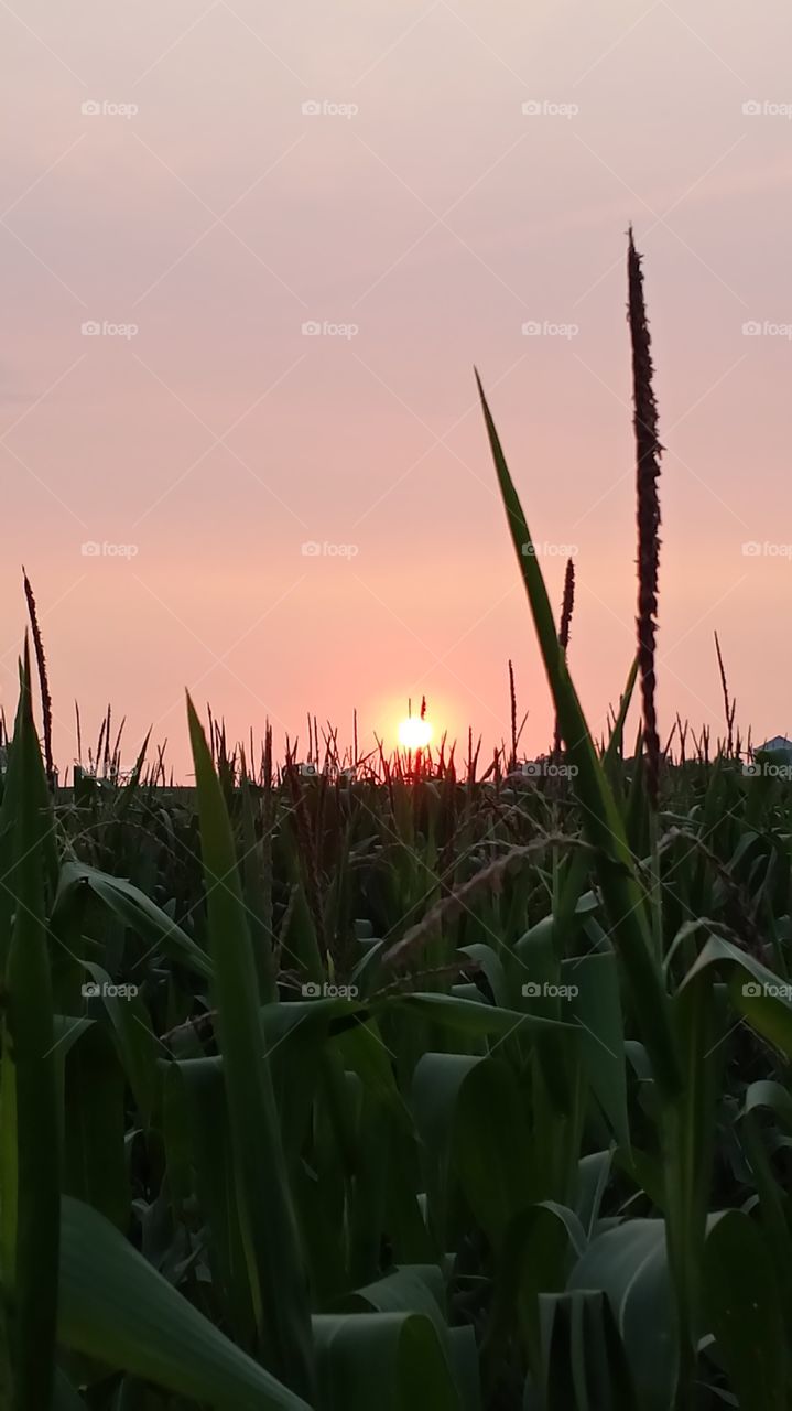 Sunset. Sunset over a cornfield