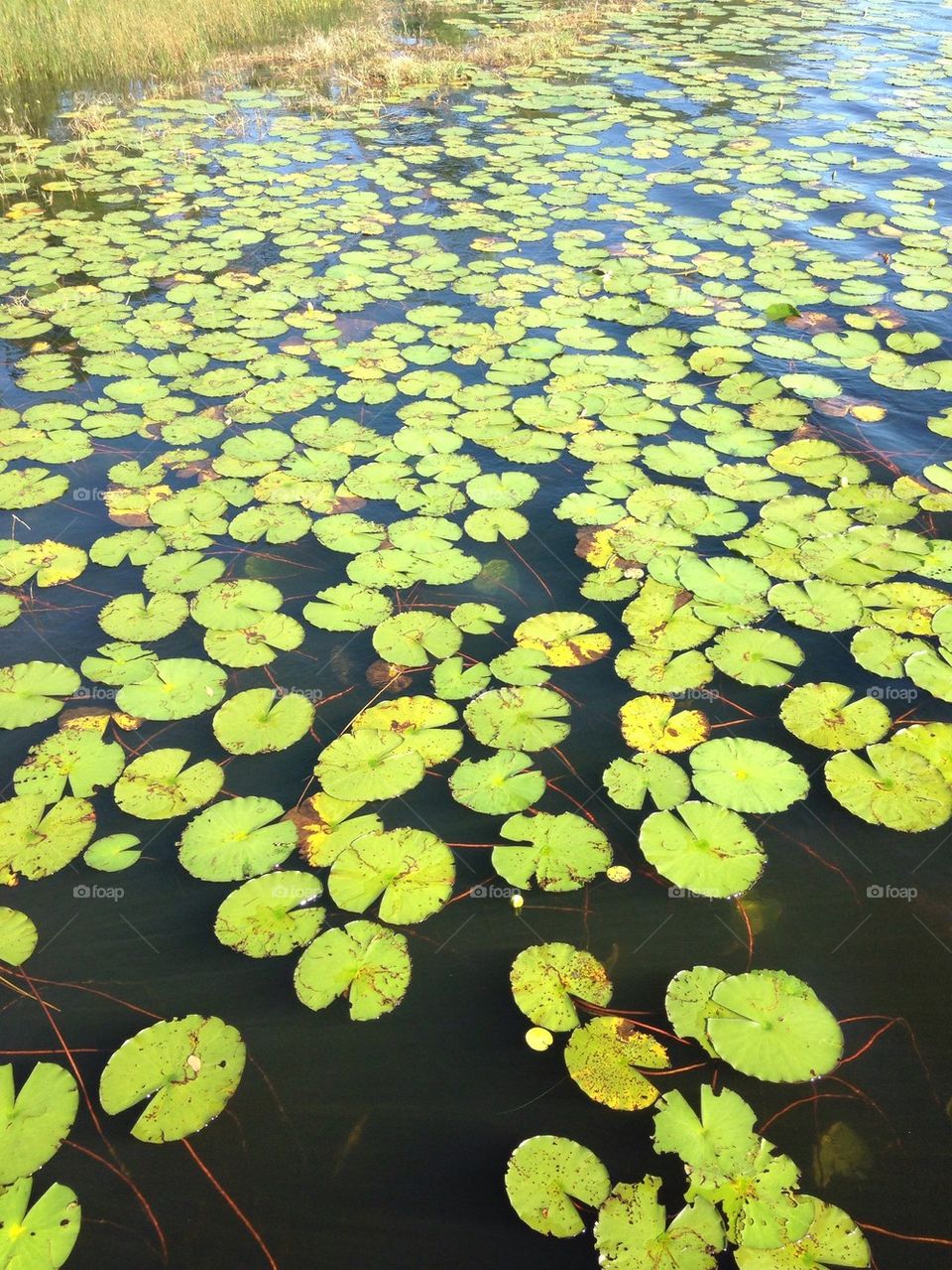 Lilly pads