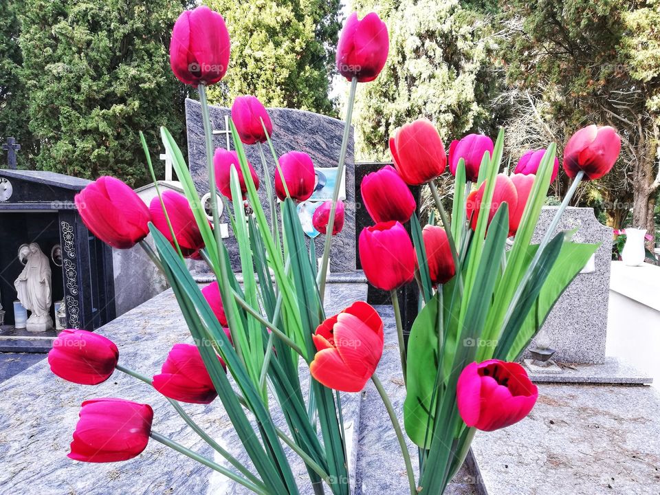 Colorful tulips at the cemetery