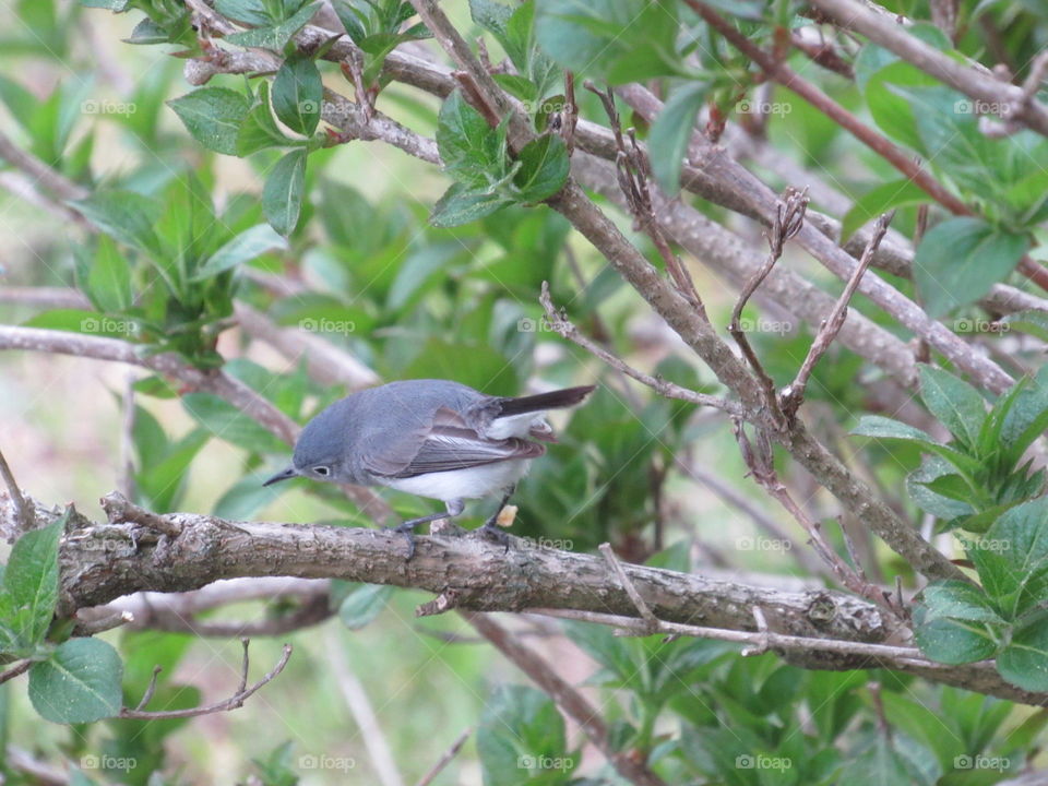 Bird, Nature, Tree, Garden, Leaf