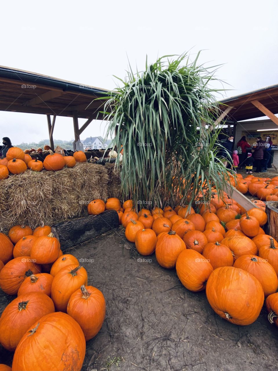 Pumpkin farm