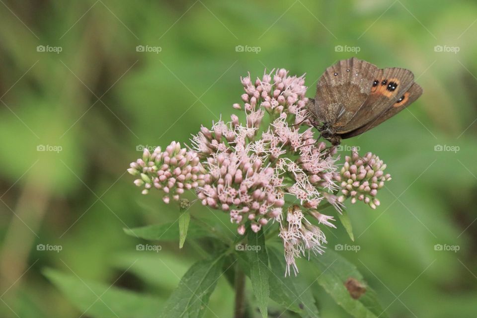 Ein graubindiger Mohrenfalter saugt Nektar am blühenden Wasserdost – ein stiller Moment auf einer grünen Sommerwiese.