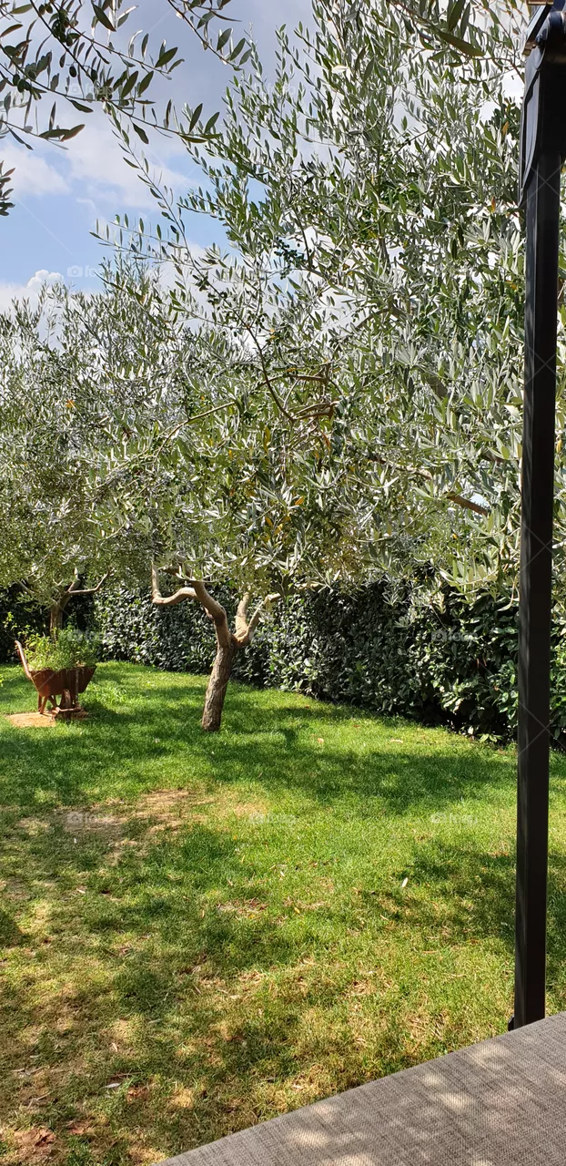 bautiful garden