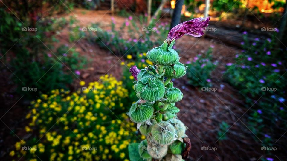 Muito bonitos botões de flores.