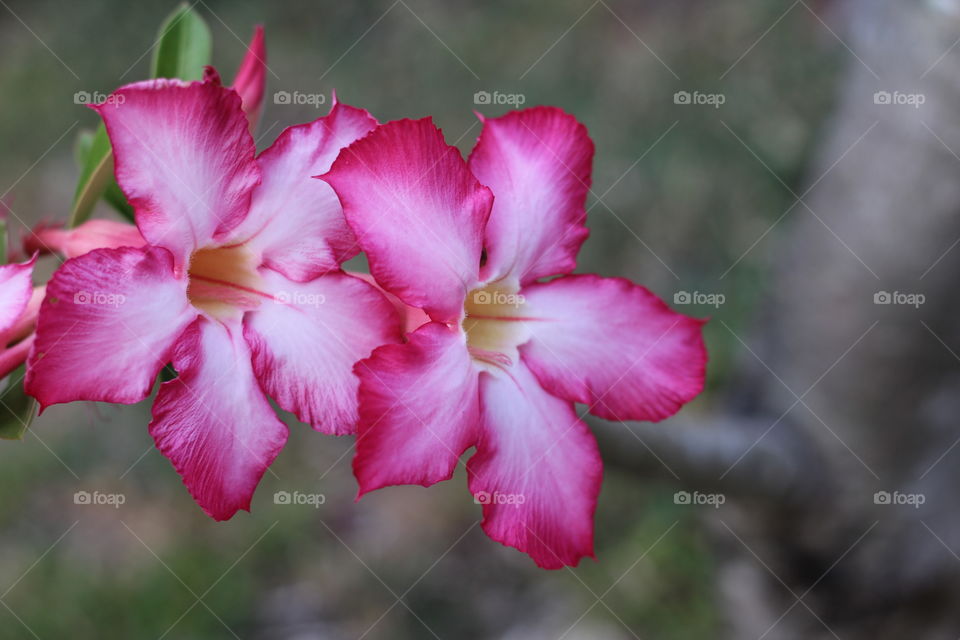 simply, stunningly beautiful flower.