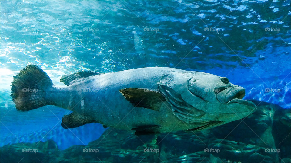 big fish, big aquarium!