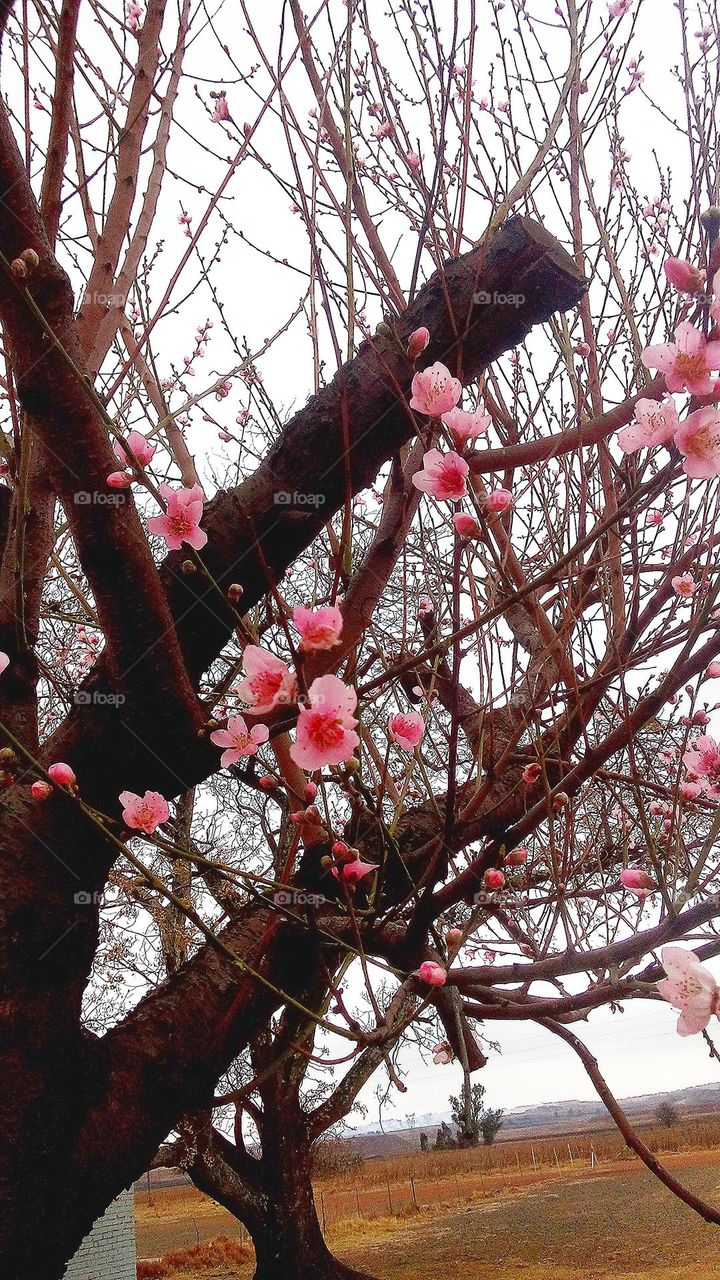 Stone fruit blossoms