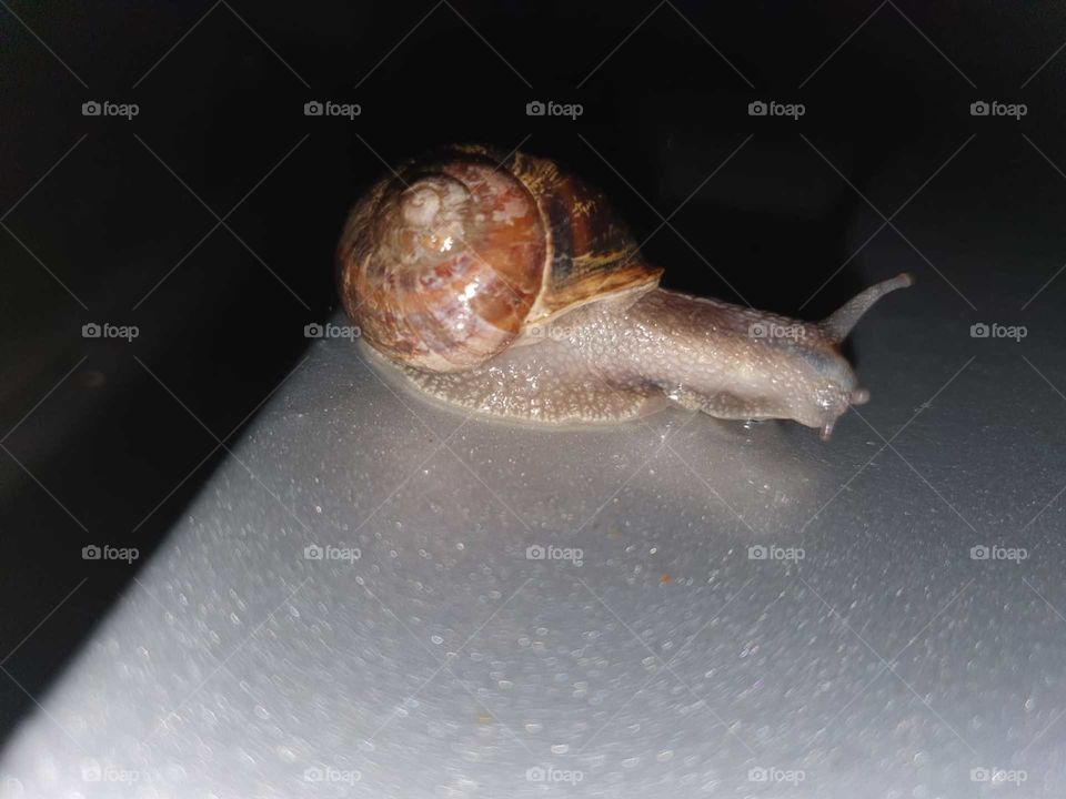 A snail on the hood of the car.