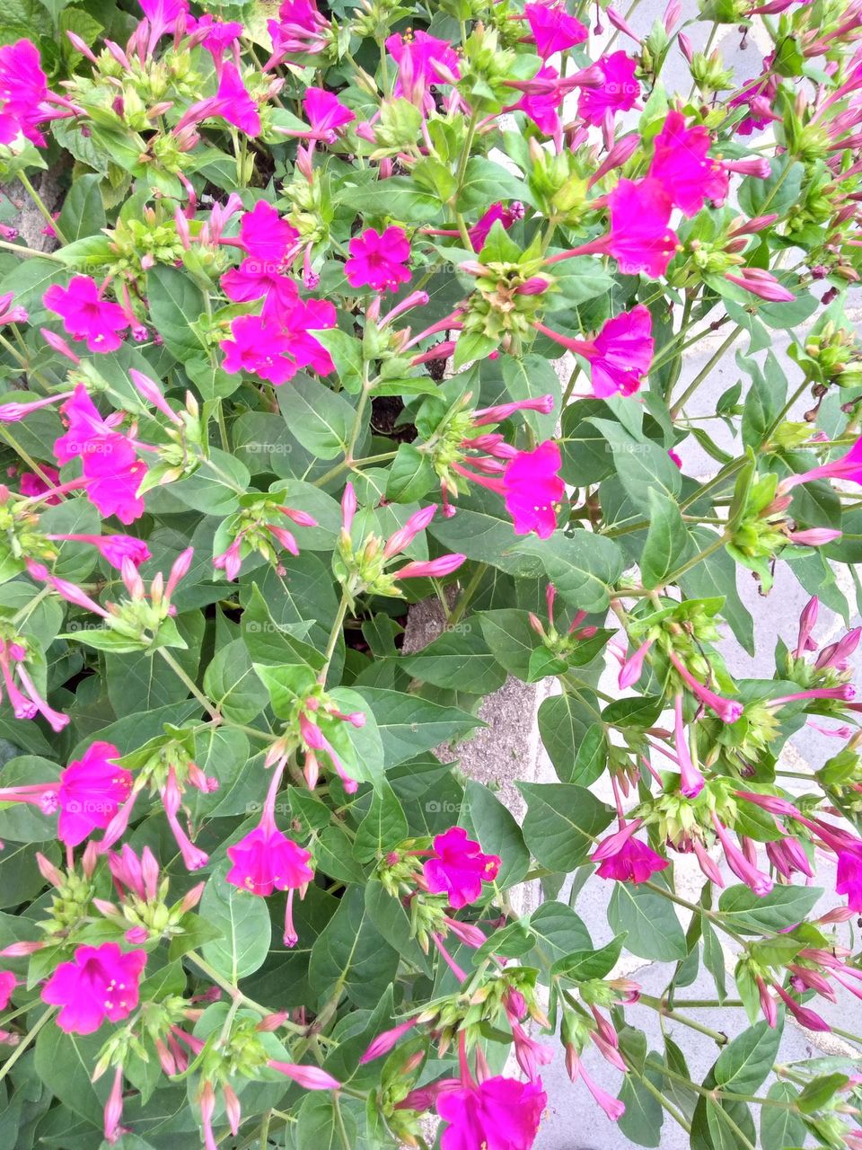 Editors' Choice - Photo of the Week