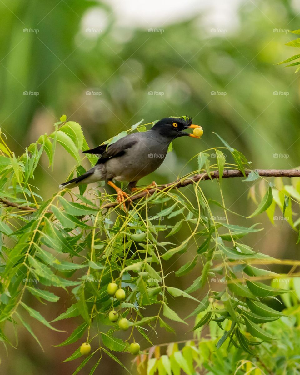 Myna is trying to hold fruit