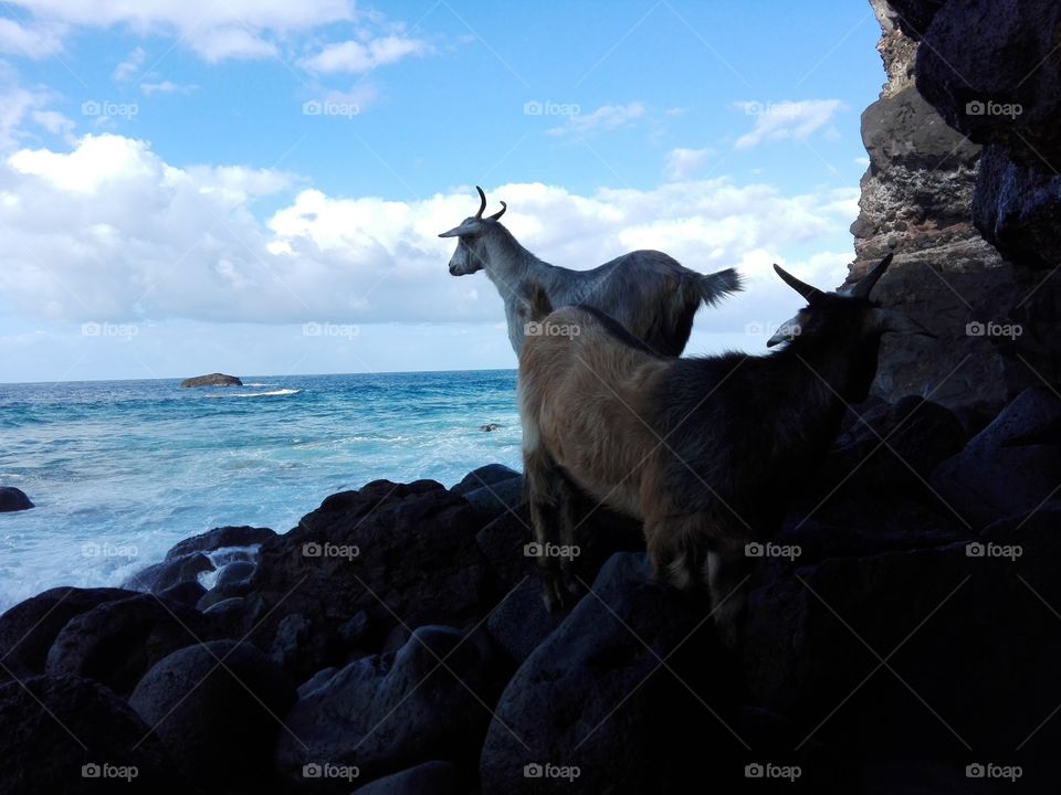 Goats beach