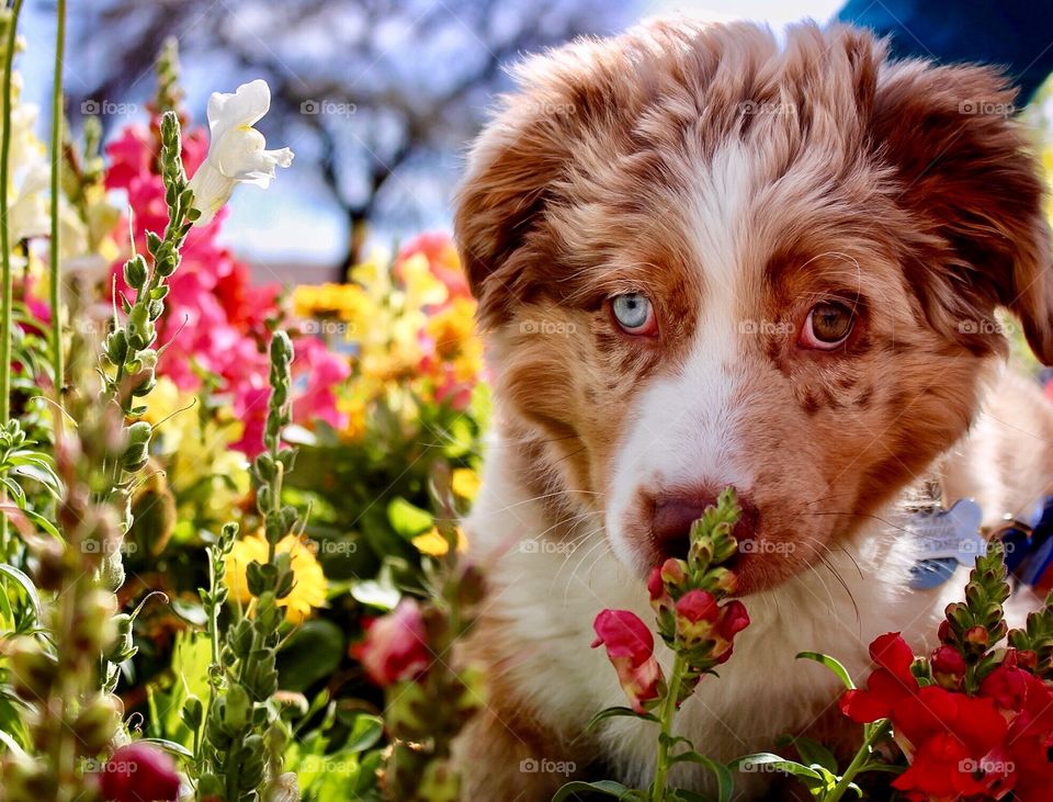 Puppy & flowers