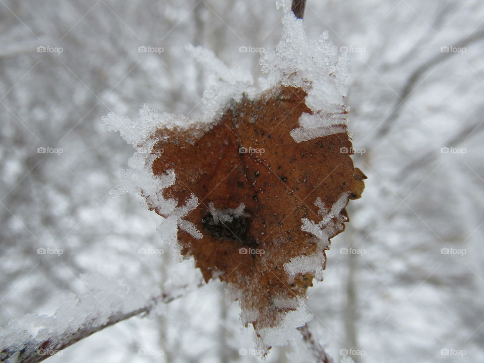 last year's leaf in the snow